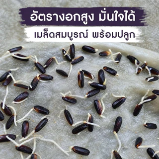 [คัดพิเศษ] เมล็ดพันธุ์ข้าวไรซ์เบอร์รี่ 100% พันธุ์แท้ ม.เกษตร กำแพงแสน อัตรางอกสูงมาก เมล็ดเต่งตึง ไม่ลีบ ไม่หัก ไร้สาร