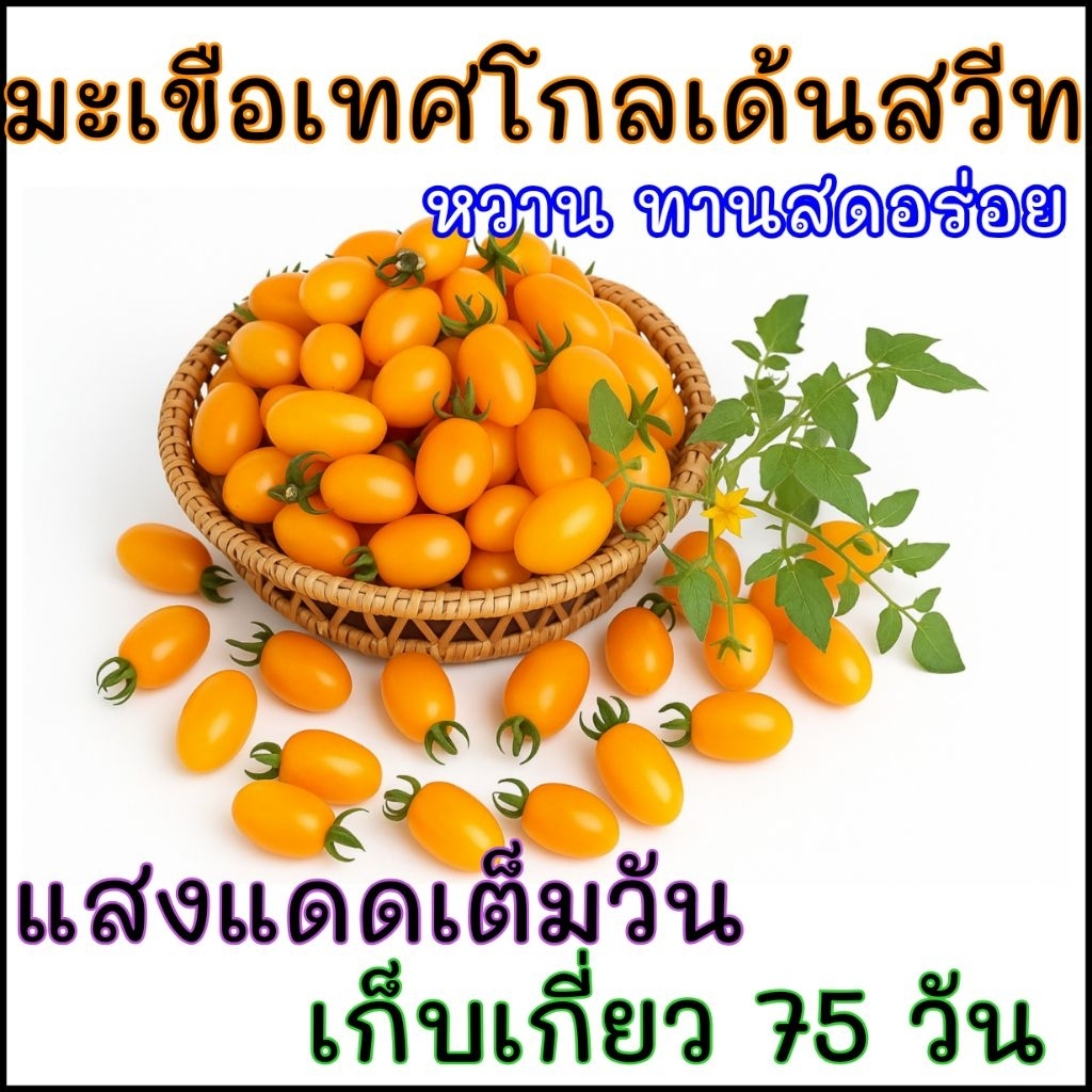 เมล็ดพันธุ์มะเขือเทศหวานทานสด โกลเด้นสวีท เมล็ดพันธุ์ปลูกต่อได้ Golden sweet tomato