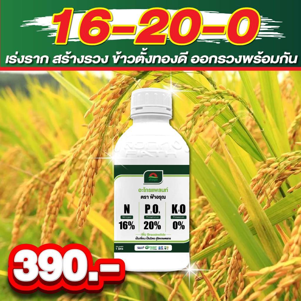 ข้าวออกรวงดี ไม่มีลีบ เมล็ดสมบูรณ์ น้ำหนักดี สูตรตั้งท้องช่วยสะสมอาหาร สร้างเมล็ดเต็มรวง 16-20-0 คือคำตอบของชาวนา ที่อยา