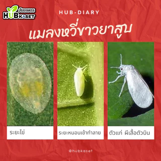 ไดฟูแรน20 500กรัม (ไดโนทีฟูแรน) กำจัดเพลี้ยและแมลงปากดูด
