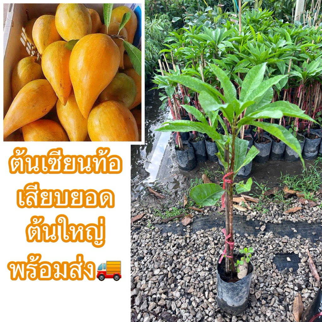 ต้นเซียนท้อหรือม่อนไข่ เสียบยอด ต้นใหญ่สูง70-80ซม. สมบูรณ์แข็งแรง ติดผลไวแน่นอน เนื้อเนียนหวานมัน หากินยาก