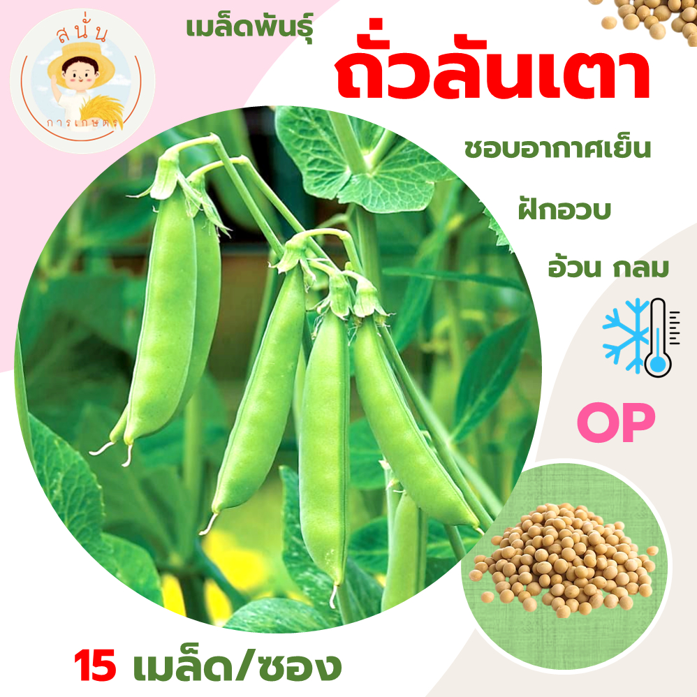 ถั่วลันเตา (Sugar Pea Seeds) เมล็ดพันธุ์ ผักสวนครัว ถั่วลันเตา ขนาด 15 เมล็ด