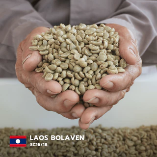 สารกาแฟอราบิก้าลาว โบลาเวน Laos Bolaven - SC16/18 บรรจุ 500g - 1Kg. RK.Coffeebean. [พร้อมส่ง]