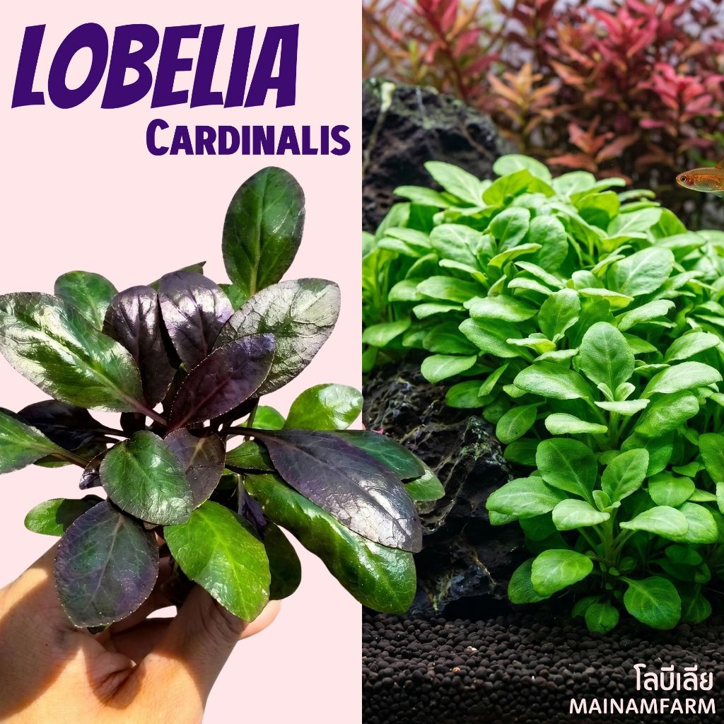 🌿 โลบีเลีย (Lobelia cardinalis) ต้นไม้น้ำ 🌿