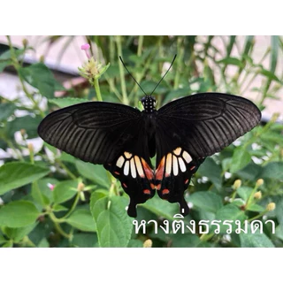 ชุดเลี้ยงหนอนผีเสื้อ ส่งจาก กทม