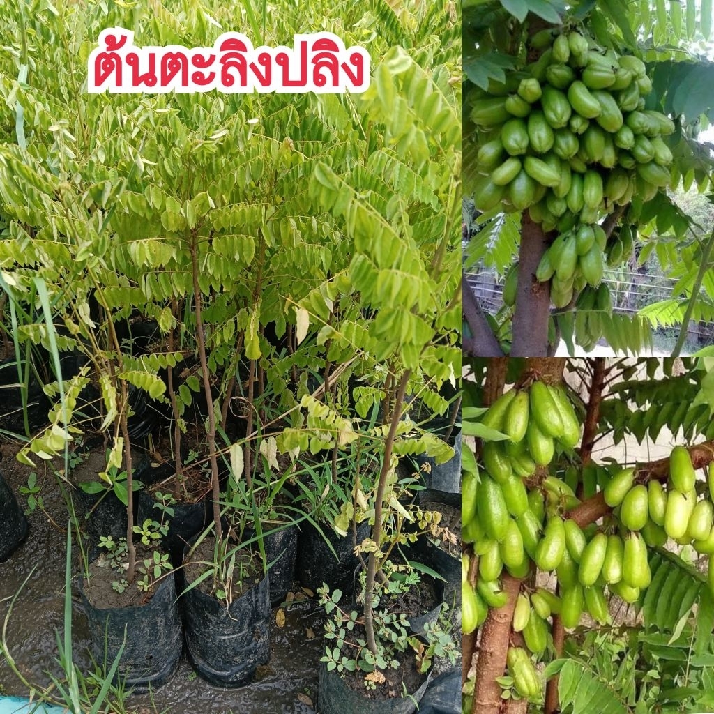 ต้นตะลิงปลิง สูง 30-40 ซม. ไม้ผลยืนต้นขนาดเล็ก ปลูกง่ายติดผลดก