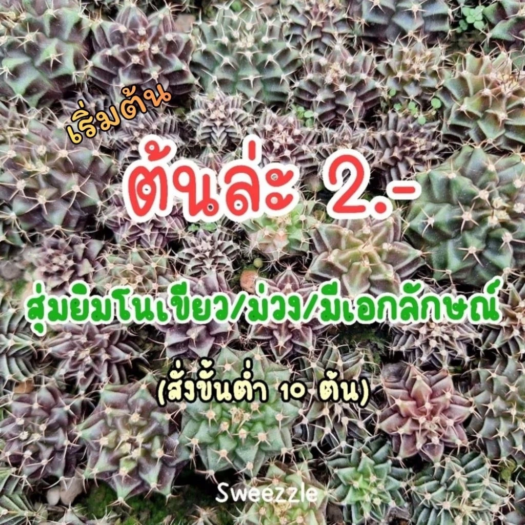 กระบองเพชร (Cactus) ยิมโน เขียว/อมม่วง/อมน้ำตาล (เชื้อด่าง) ส่งแบบเปลือยราก ไม่มีกระถาง
