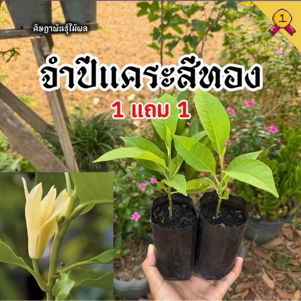 ต้นจำปีแคระ สีทอง (1 แถม 1)