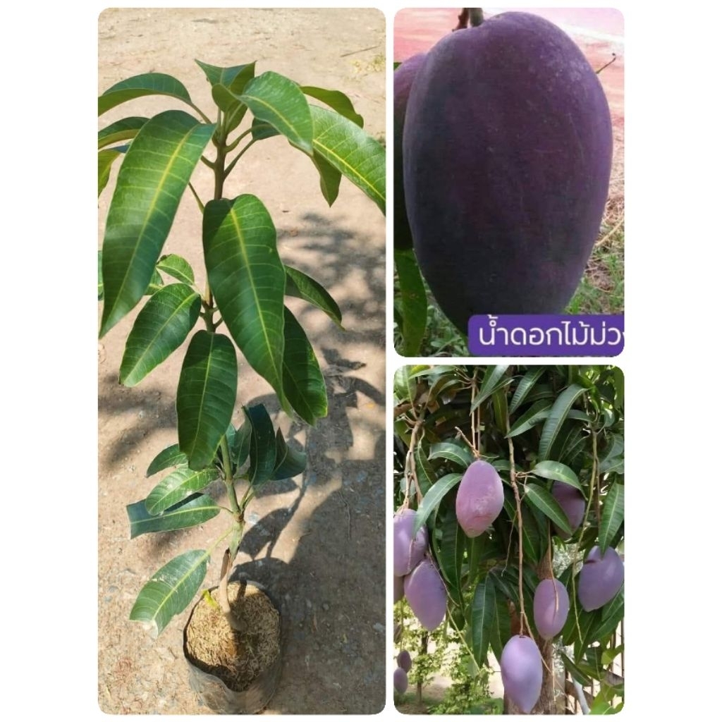 ต้นมะม่วงน้ำดอกไม้สีม่วง(เสียบยอด)สูง 40-60 cm