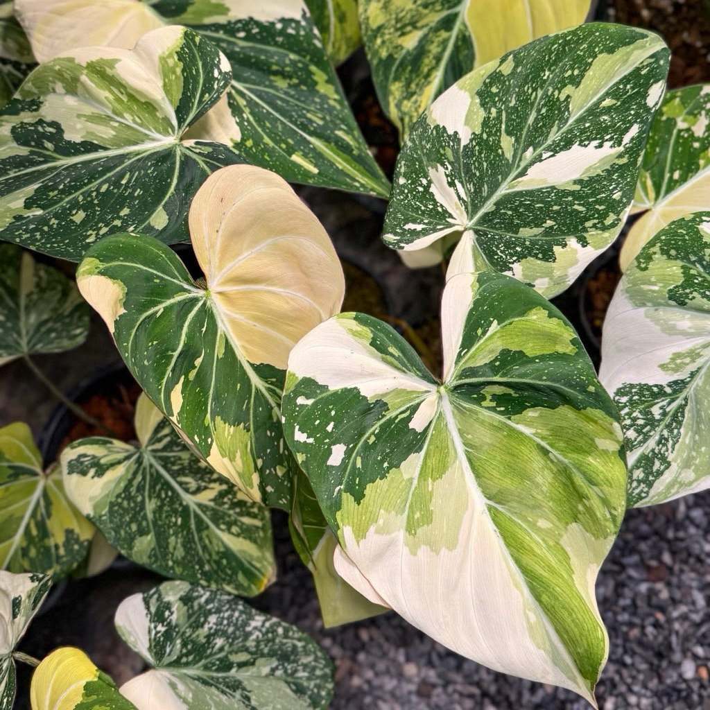 ฟิโดเดรนดรอน กอลิออซั่มด่างสามสี Philodendron gloriosum