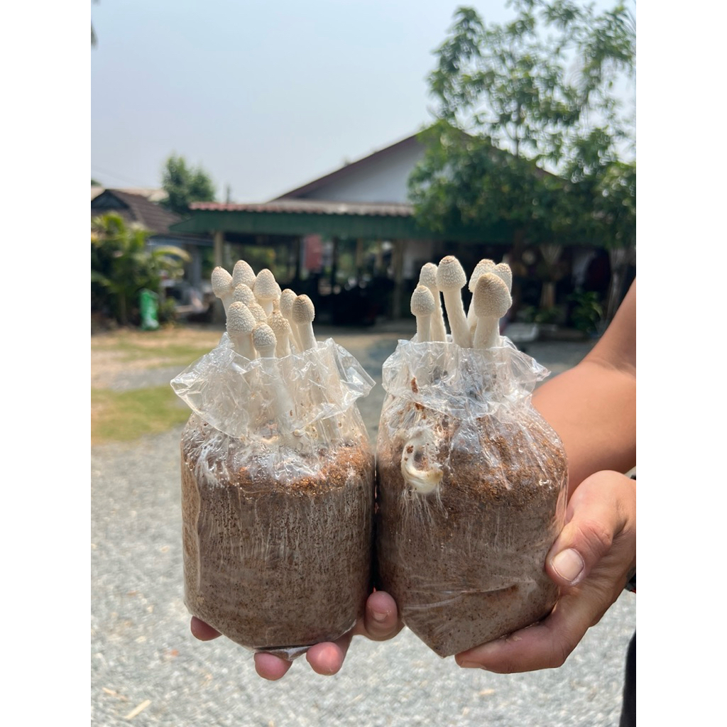 โคนน้อยเปิดดอก 5 ก้อน 60 บาท