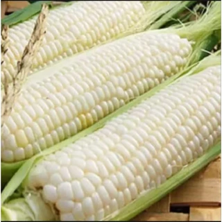 เมล็ดพันธุ์ข้าวโพดข้าวดหนียว300เมล็ด45บาทซื้อ2แถม1