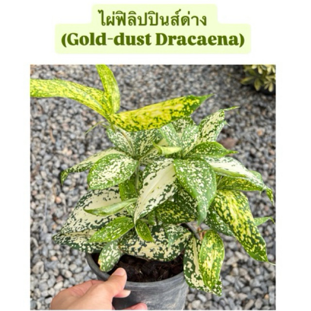 ไผ่ฟิลิปปินส์ด่าง (Gold-dust Dracaena) กระถาง 5.5 นิ้ว