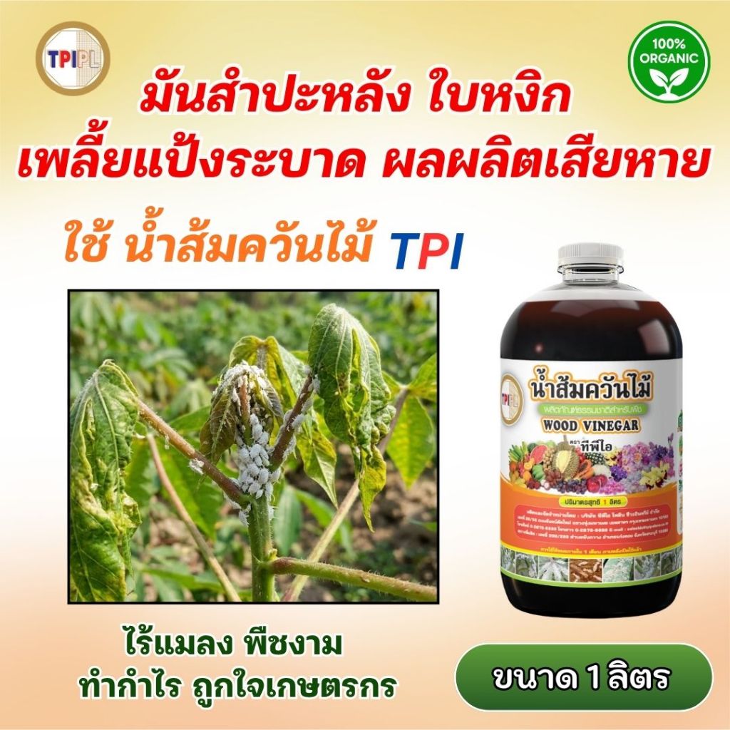 มันสำปะหลัง ใบหงิก เพลี้ยแป้งระบาด น้ำส้มควันไม้ช่วยลดแมลง ใช้ได้ทุกระยะ TPI ขนาด 1 ลิตร