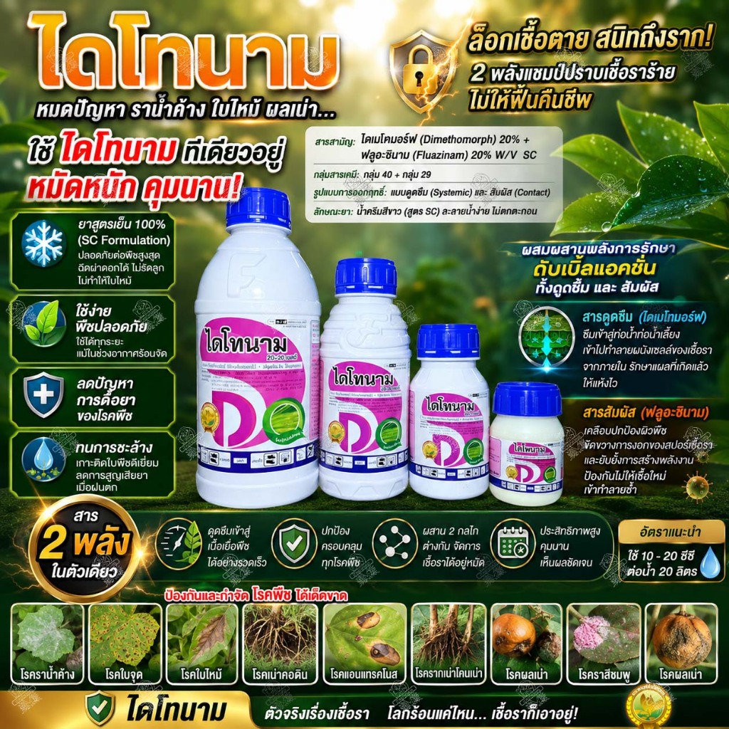 ไดโทนาม สาร ไดเมโทมอร์ฟ+ฟลูอะซินาม 20% SC สารเดียวกับ แบนโจฟอร์เต้ รากเน่า ราน้ำค้าง โรคใบจุดตาเสือ