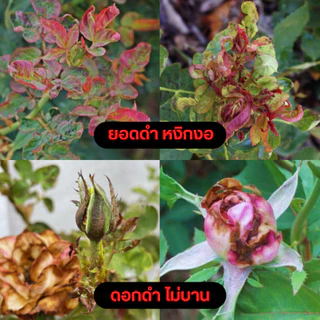 Rosy เซ็ทคู่สูตรผสมน้ำ [เลือกสูตร] บำรุงกุหลาบ กำจัดเพลี้ยไฟ กำจัดเชื้อรา ปุ๋ยกุหลาบ สำหรับผู้ที่ปลูกกุหลาบจำนวนมาก