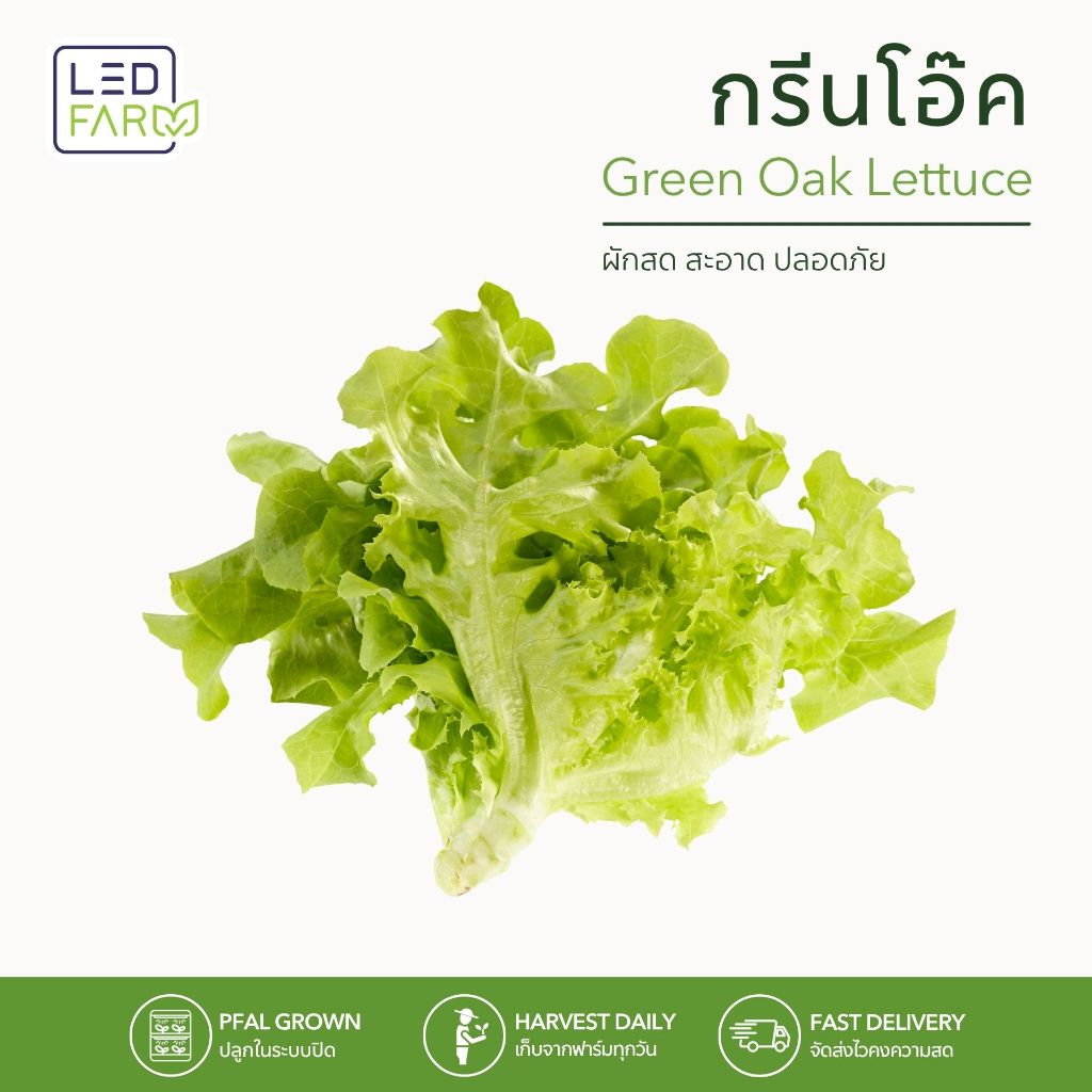 กรีนโอ๊ค Green Oak Lettuce ผักสลัดตัดสด ผักสดพร้อมทาน
