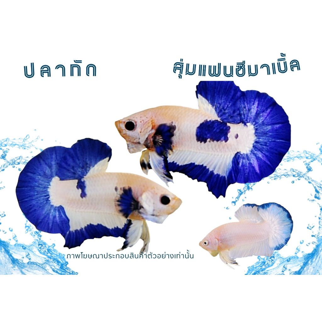 อุปกรณ์ตกแต่งตู้ปลา “ปลาแฟนซีมาเบิ้ล”