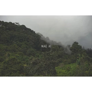 Black Tea Mae Ai (Assamica) Finely ground ชาดำเกรดพิเศษที่ใช้เครื่องบดหินตัวเดียวกันกับที่ใช้มัทฉะเกรดพิธี