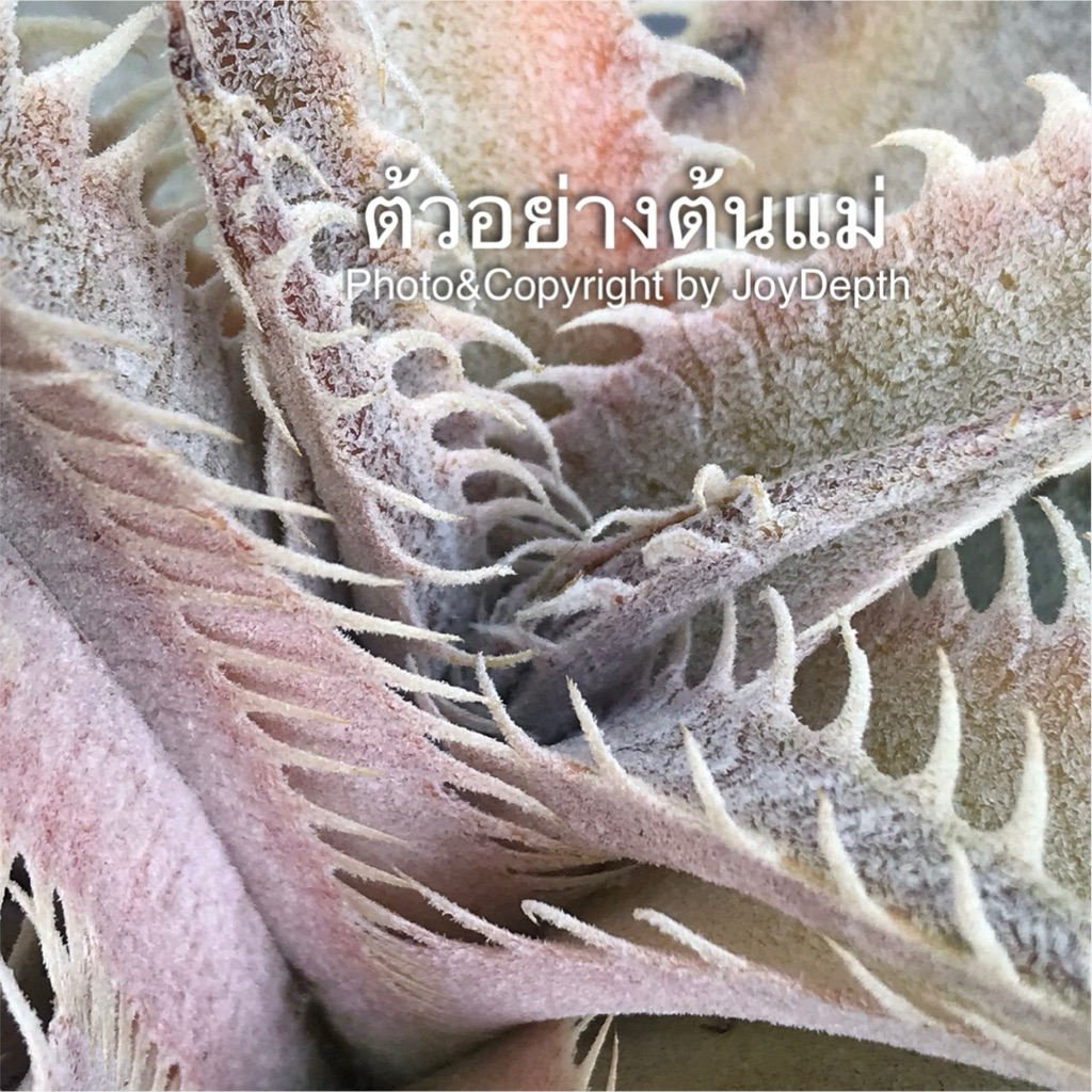 Dyckia Dinosaur ขายกระถางละ@ 1,000 บาท