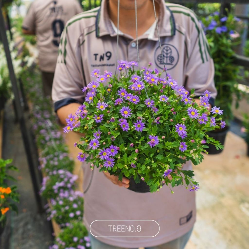Treeno.9 T198 เดซี่ม่วง ดอกใหญ่ - ดอกไม้กินได้ (Purple Daisy) กระถางแขวน 8 นิ้ว / สูง 20-30 ซม. /  ไม้ดอก (ต้นไม้)