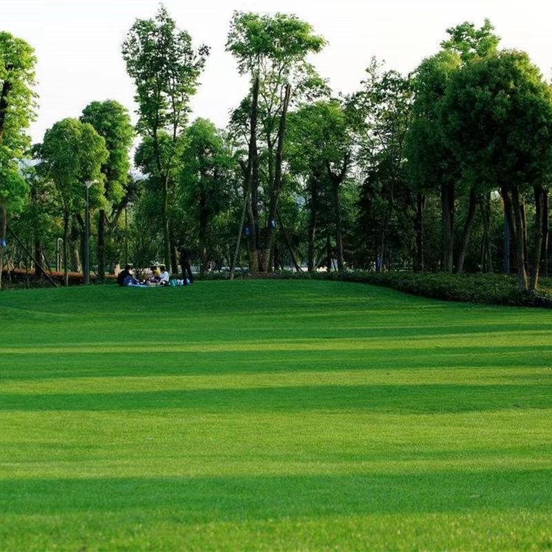 Bermuda Grass Seeds 【2000 เมล็ด】เมล็ดพันธุ์หญ้าเบอร์มิวด้าคุณภาพสูง สำหรับสนามกอล์ฟและสวนสวย ปริมาณคุ้มค่า