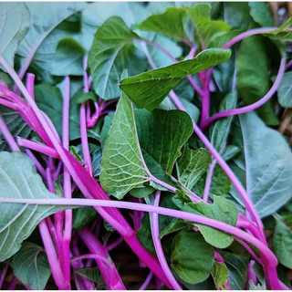 เมล็ดพันธุ์ผักโขมญี่ปุ่น ก้านชมพู Japanese Pink Amaranth เมล็ดพันธุ์แท้นำเข้า อัตราการงอกสูง ปลูกง่าย สีสวย