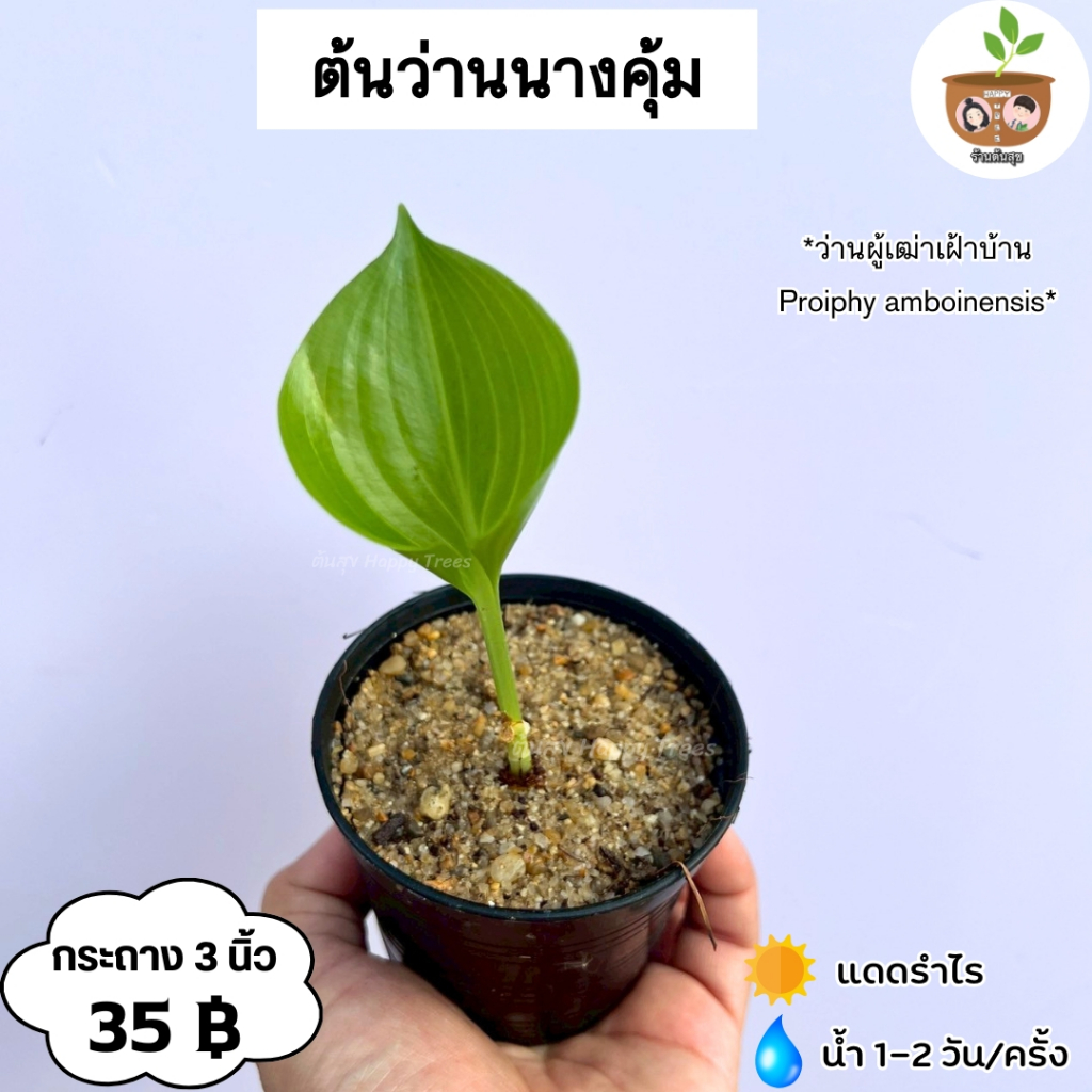 ต้นว่านนางคุ้ม หรือว่านผู้เฒ่าเผ้าบ้าน จัดส่ง 2 ต้นขึ้นไปคละแบบไหนก็ได้
