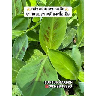 ต้นพันธุ์กล้วยหอมคาเวนดิส (จำนวน 10 ต้น)🌿จากแล็บเพาะเลี้ยงเนื้อเยื่อ ปลอดโรคตายพราย แข็งแรง พร้อมลงดินได้