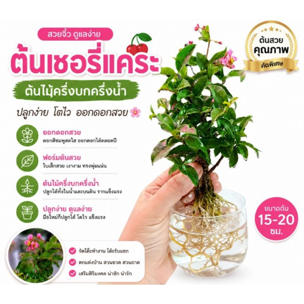 ต้นไม้เชอรี่แคระ ต้นไม้ครื่งบกครื่งน้ำ