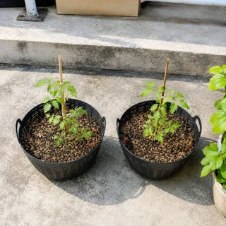 ยกโหล เข่งพลาสติก เบอร์ 7 (1-2 โหล)เข่งปลูกต้นไม้ เข่งจิ๋ว