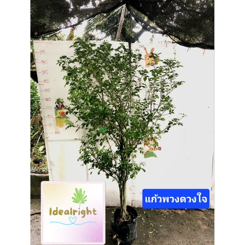ต้นแก้วพวงดวงใจ สูง 1.8- 2 ม.