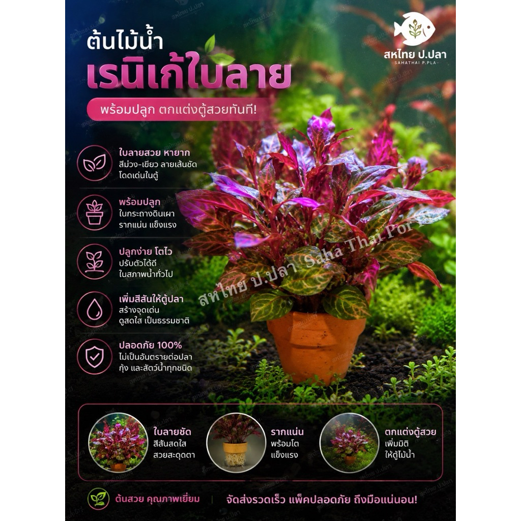 ต้นไม้น้ำพร้อมกระถาง ใส่ในตู้ปลา(7แถม1)เรนิเก้ และเรนิเก้ใบลาย