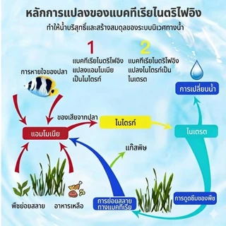 จุลินทรีบ่อปลา Nitrifying Bacteria ยาปรับสภาพน้ำไม่มีสารเคมีปลอดภัย ปรับปรุงคุณภาพน้ำ ดูแลสุขภาพปลา 500ml