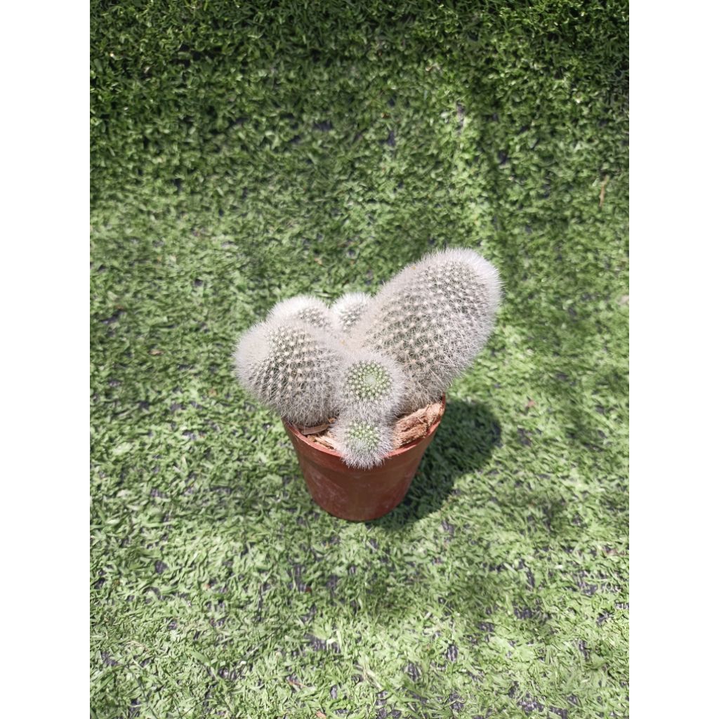 รีบูเทีย Muscula (Rebutia Muscula) ไม้ในกระถาง2นิ้ว