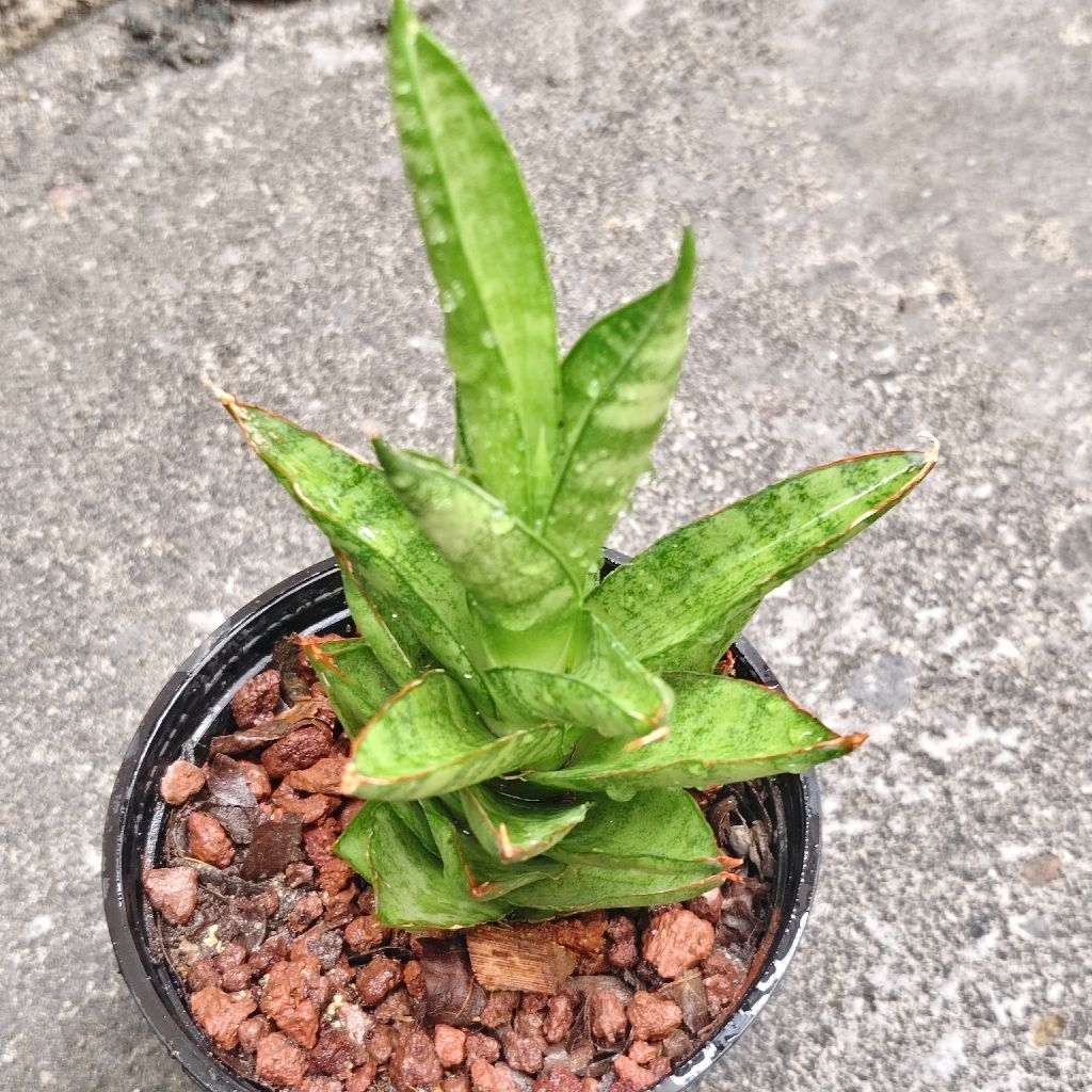 ลิ้นมังกรแคระ Sansevieria Pagoda ต้นไม้ฟอกอากาศแตกหน่อ 50บาทกระถาง4นิ้ว