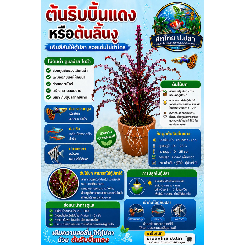 ต้นลิ้นงู ริบบิ้นแดง ( 7 กระถางแถม1