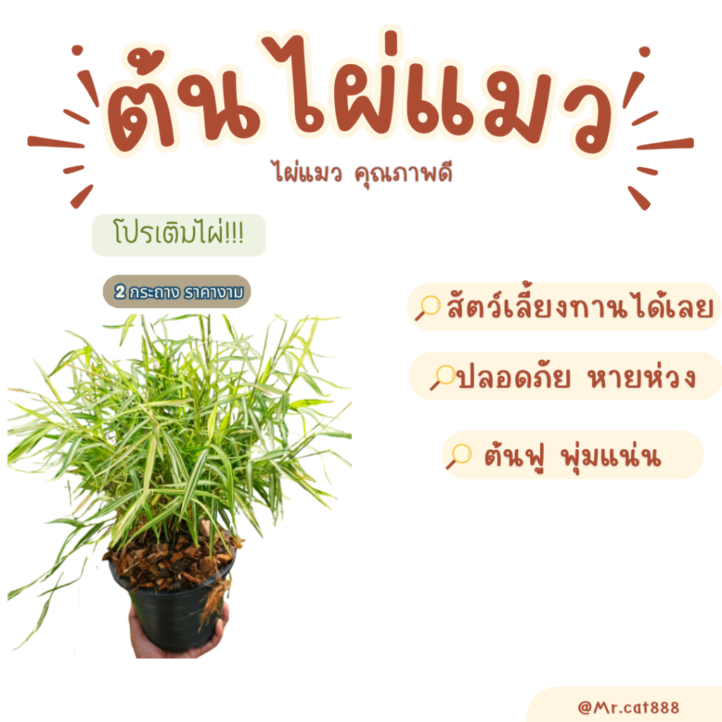 ต้นไผ่แมว 2 ต้น ต้นไผ่เงิน ต้นฟูใบเขียว **พร้อมกระถางจ้าา
