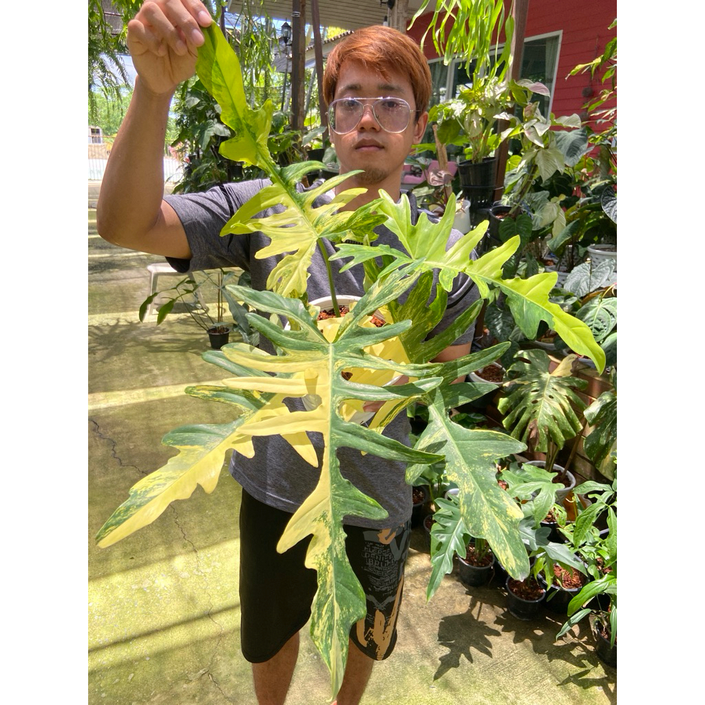 Philodendron Florida Beauty ❌ Mayoi กุ้งฟอริด้าบิวตี้ ❌ มาโยอิ ไม้ด่าง Variegated  รากเดินดี ฟอร์มสวย