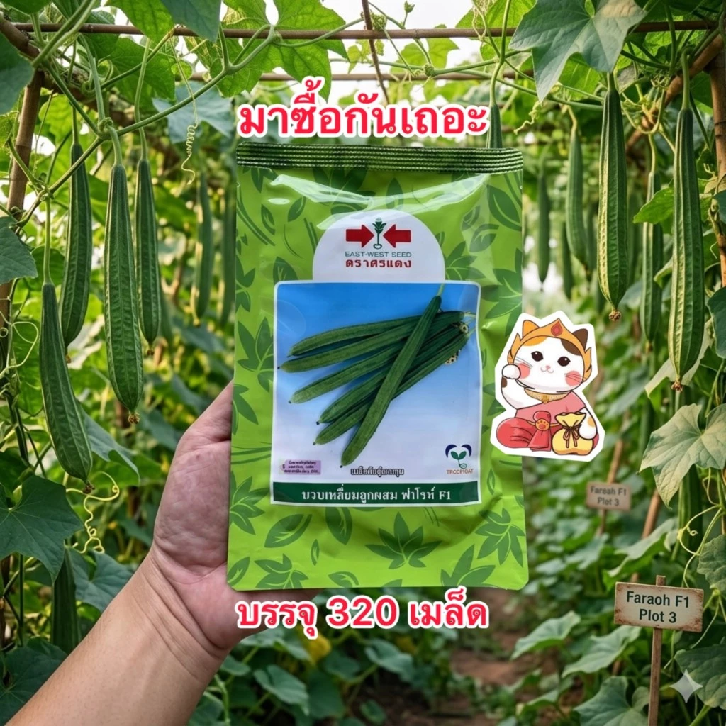 เมล็ดบวบเหลี่ยม ฟาโรห์ บ.ศรแดง บรรจุ320เมล็ด/ซอง