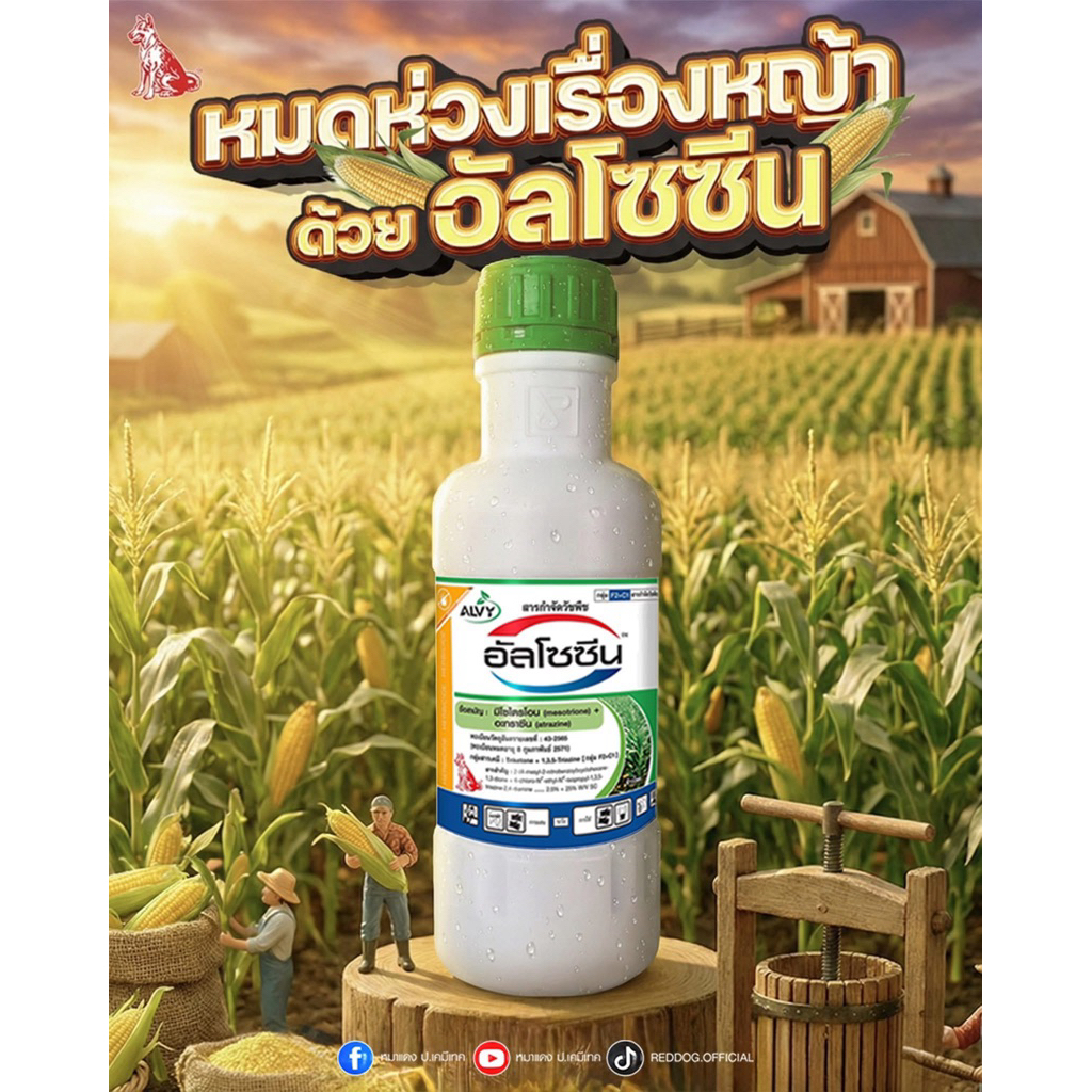 อัลโซซีน (มีโซไตรโอน + อะทราซีน สารตัวเดียวกับคาลารีส) สารคุม-ฆ่าวัชพืชในไร่ข้าวโพด🌽และไร่อ้อย สามารถฉีดทับข้าวโพดได้เลย