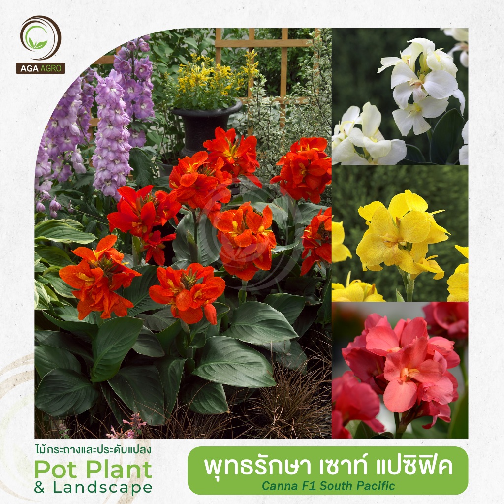 AGA AGRO I "พุทธรักษา เซาท์ แปซิฟิค" พันธุ์ลูกผสม ต้นกระทัดรัด 20เมล็ด-Canna F1 South Pacific