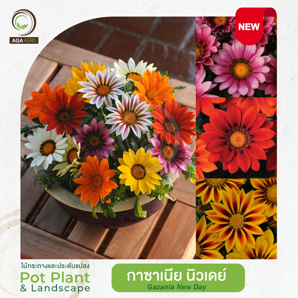 AGA AGRO I "กาซาเนีย  นิวเดย์" ใบเขียวตัดกับดอกสีสด 100 เมล็ด -Gazania New Day