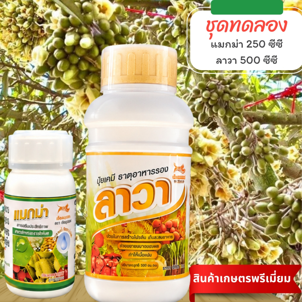 ชุดทดลอง (แมกม่า 250 ซีซี + ปุ๋ยน้ำลาวา 500 ซีซี) เร่งการเจริญเติบโต ใบเขียว ผลใหญ่ ใช้ได้กับพืชทุกชนิด(ใช้ได้ 15 ไร่)