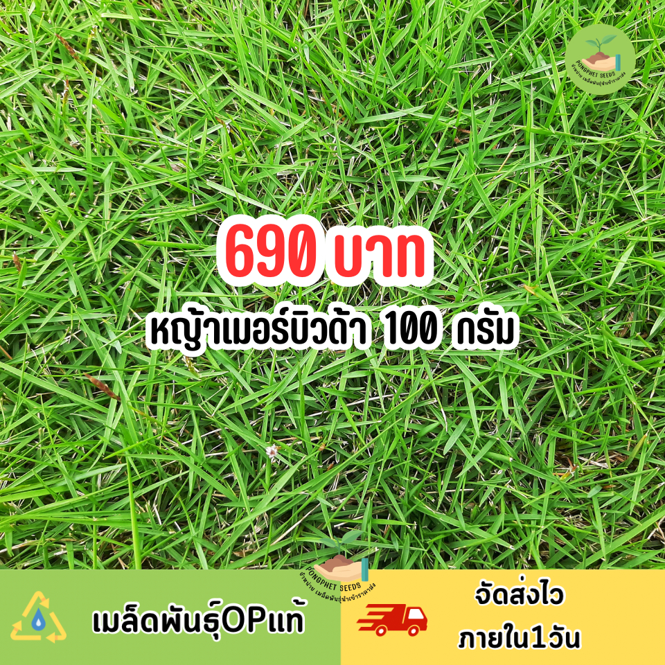 เมล็ดหญ้าเบอร์มิวด้า ขนาด 100 กรัม