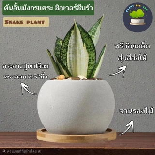 💤ต้นลิ้นมังกรแคระหลายสายพันธุ์ Snake plant พร้อมกระถางปูนเปลือยกลม2.5"นิ้ว+จานรองไม้+หินเกล็ด (ต้นไม้ฟอกอากาศ)