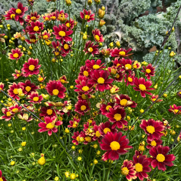จันทร์ฉาย ดอกสีแดงเข้มน่ารัก ให้ดอกเยอะ มีดอกตลอดปี Coreopsis grandiflora 'Solar Fancy’