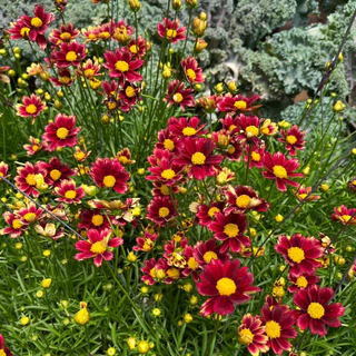 จันทร์ฉาย ดอกสีแดงเข้มน่ารัก ให้ดอกเยอะ มีดอกตลอดปี Coreopsis grandiflora 'Solar Fancy’