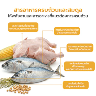 WHISKAS วิสกัส อาหารเม็ดแมวโต 3kg อาหารแมว ยอดนิยม แมวกินง่าย Petus Kingkaew