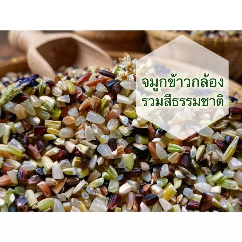 จมูกข้าวกล้องรวม 1 Kg จิ๋วแต่แจ๋ว อุดมไปด้วยสารกาบาที่มีประโยชน์ต่อร่างกาย